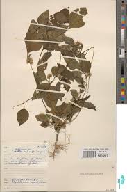 Image result for Psilotrichum