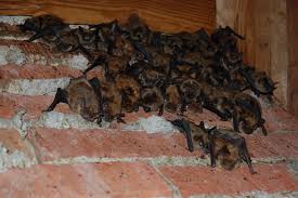 This process involves periodically waking up to stretch or move around. Cold Weather Bat Removal Bat Specialist Of Michigan