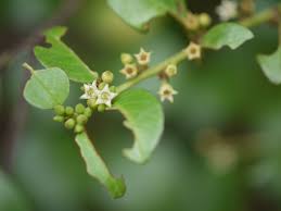 Image result for Scutia