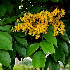 Image result for Pterocarpus indicus