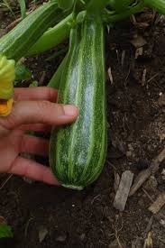 Cocozelle zucchini - SEEDS Le potager ornemental de Catherine