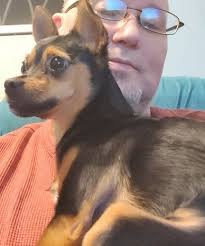 Found Dog in West Memphis