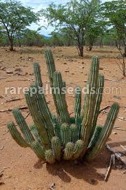 Image result for Hoodia
