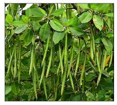 Image result for Rhizophora mucronata