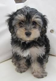 Our hypoallergenic puppies adopted as a pet and on agreement to be spayed/neutered between 5 to 6 months of age are $1400., for blue merle color they are $1600. Yorkie Poo Puppies For Sale