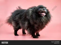 Considered a single breed, it comes in five distinct varieties based on size and colour: Pomeranian Spitz Black Image Photo Free Trial Bigstock