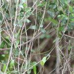 Image result for Secamone alpini