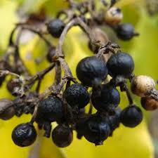 Image result for Coptosperma