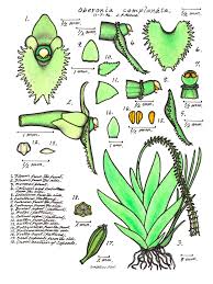 Image result for Oberonia