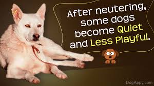 Maybe you would like to learn more about one of these? Myths And Facts About Behavioral Changes In Dogs After Neutering Dogappy