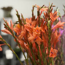 Image result for Watsonia