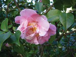 1 and 2 in room 101 of the casa del prado at balboa park. San Diego Community News Group Camellias Lovely Winter Roses Enhance The Garden