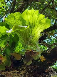 Image result for Platycerium elephantotis