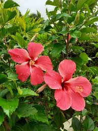 Image result for Hibiscus rhabdotospermus