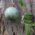 Image result for Strychnos pungens