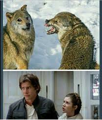 Han And Leia Wolf Meme Star Wars Memes Star Wars Jokes Star Wars Humor