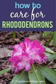 Rhododendron Care How To Grow Beautiful Rhododendrons And Azaleas Gardening From House To Home In 2020 Rhododendron Care Shade Loving Shrubs Rhododendron