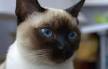 Get a Tonkinese: Kittens, Retired Cats, Rescue, Breeder ...