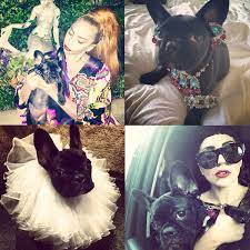 an ode to lady gaga s dog asia lady gaga celebrity dogs furry friend