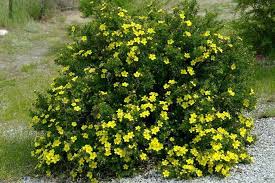 Potentilla Bush Potentilla Shrub I Had Some Of These Up In Iowa Gardens Shade Plants Shrubs Architectural Plants