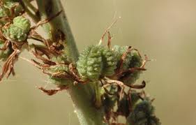 Image result for Chlorophytum affine