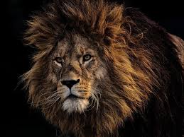 The lion king is a true gem from disney. Lion King Wallpaper Hd Download For Android Mobile 2019 Rehare