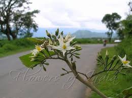 Image result for Solanum torvum