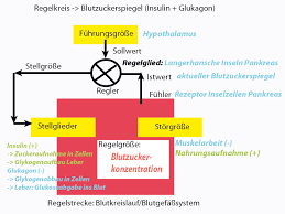 Zwar können heilpflanzen und homöopathie weder diabetes typ 2 noch diabetes typ 1 natürlich heilen, sie können die erkrankung jedoch durchaus positiv beeinflussen. Beispiel Regelkreis Blutzuckerspiegel Online Kurse
