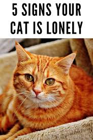 5 Signs Your Cat Is Lonely In 2020 Cats Therapy Animals Emotional Support Dog