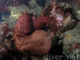 Brown algae makes up most of this giant mollusks diet. Creature Feature The California Brown Sea Hare It S All About Scuba