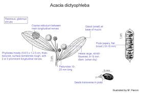 Image result for Dictyophleba
