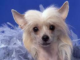 All Small Dogs Wallpaper Chinese Crested Chinese Crested Chinese Crested Dog Dog Face