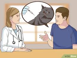 By vaccinating your pet, you will also help stop the spread of these diseases and keep other vulnerable cats safe too. 3 Ways To Make Sure Your Cat S Vaccinations Are Up To Date