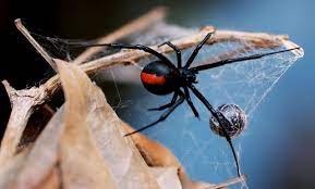 Black widows are actually not very aggressive spiders, so you really have to startle or otherwise threaten one to get a hostile reaction. The World S Most Dangerous Spiders Warning Graphic Images Cbs News