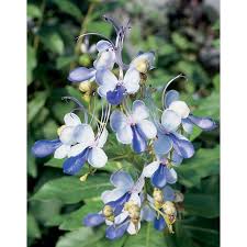 Cannas will need to be dug up in the fall and brought inside for the winter, to be replanted again in the spring. Butterfly Flower Clerodendrum Ugandense Zone 9 Hardiness Zone