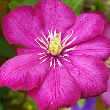 Maybe you would like to learn more about one of these? Clematis Pflanzen Pflegen Und Dungen Ndr De Ratgeber Garten Zierpflanzen