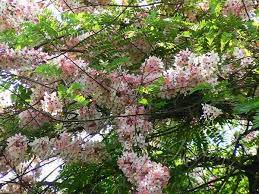Common Name Coral Shower Tree Pink Shower Tree Horse Cassia Stinking Toe Botanical Name Cassia Grandis Family Caesal Pink Showers Cassia Planting Flowers