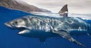 Jun 03, 2021 · basking sharks are the second biggest shark species, with some reaching up to 26 feet long. Saturday Cable Ratings 8 15 20 Shark Week Hits More Lows Birds Of Prey Solid On Hbo Judge Jeanine The Owl House Amphibia And Big City Greens Jump The Tv Ratings Guide