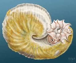 Image result for Megaloprotachne