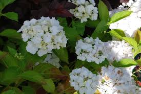 Mophead hydrangeas require little pruning, simply thin out old stems and remove the dead flowers to a pair of. Hydrangea Macrophylla Madame Emile Mouillere Let S Go Planting