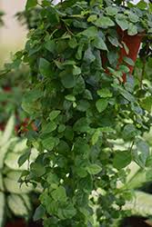 Image result for Ficus pygmaea