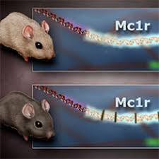 Infer what evidence can scientists collect from body fossils? Molecular Genetics Of Color Mutations In Rock Pocket Mice