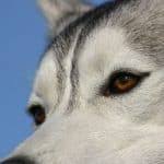 Siberian Husky Eye Colors All About The Different Types