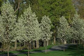 أشجار بلدي برادفورد الكمثرى له ذبول أوراق ضرر الرياح