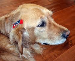 Formulated with 3x the pet hair & lint fighters compared to standard bounce dryer sheets. Dog Hair Bow Tutorial