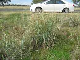Image result for Panicum coloratum