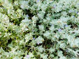 Image result for Stemodia serrata