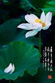 pin by falling leaf on 九州之土 南海赤琉 plants