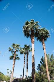 Dattelbäume Erreichen Normalerweise Eine Höhe Von 21 - 23 Metern Mit Einer  Spannweite Von 6 - 10 Metern. Lizenzfreie Fotos, Bilder Und Stock  Fotografie. Image 81759826.