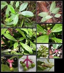 Image result for Psychotria cinerea